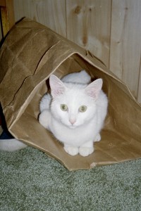 OK, my cat is too cute for words! 