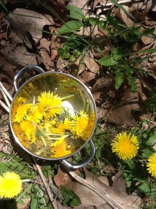 Dandelions