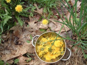 Gathering blossoms. Some are growing by my chives. 